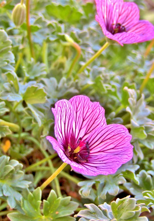 a couple of pink flowers sitting on top of a lush green field, a macro photograph, by Susan Heidi, renaissance, miniature cosmos, purple foliage, color and contrast corrected, autum