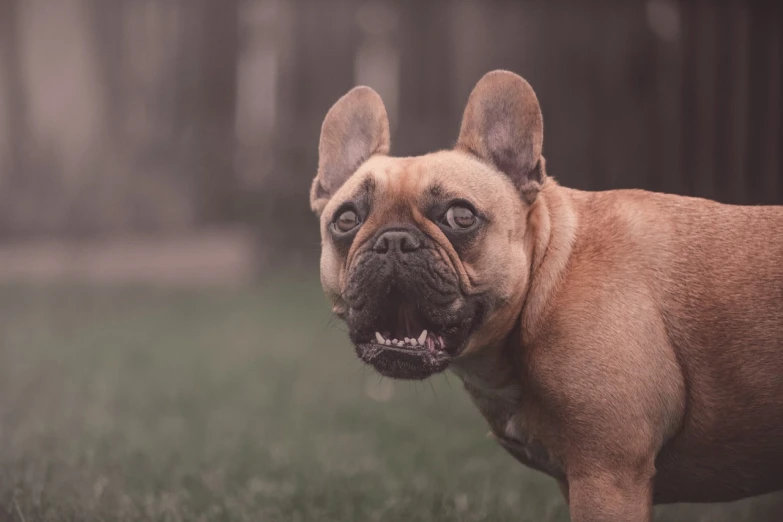 a brown dog standing on top of a lush green field, a portrait, by Adam Marczyński, shutterstock, baroque, french bulldog, angry smile, post processed 4k, 50mm close up photography