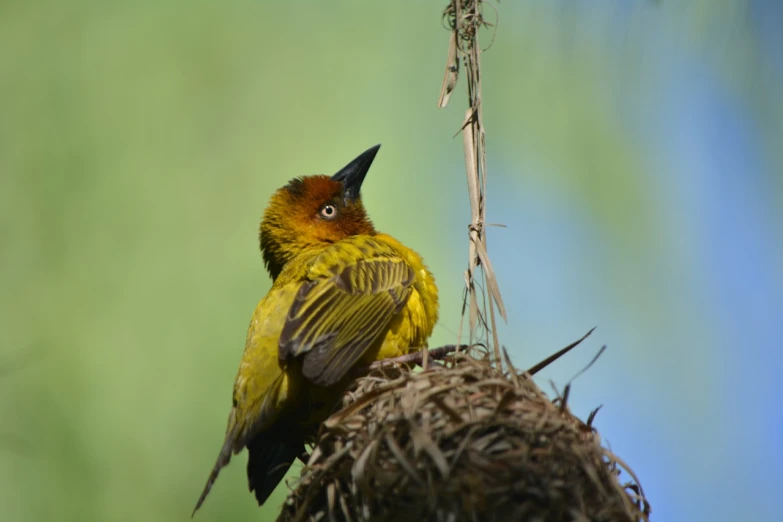 a yellow bird sitting on top of a plant, a portrait, by Peter Churcher, pixabay contest winner, hurufiyya, in a nest, various posed, looking up at the camera, istock