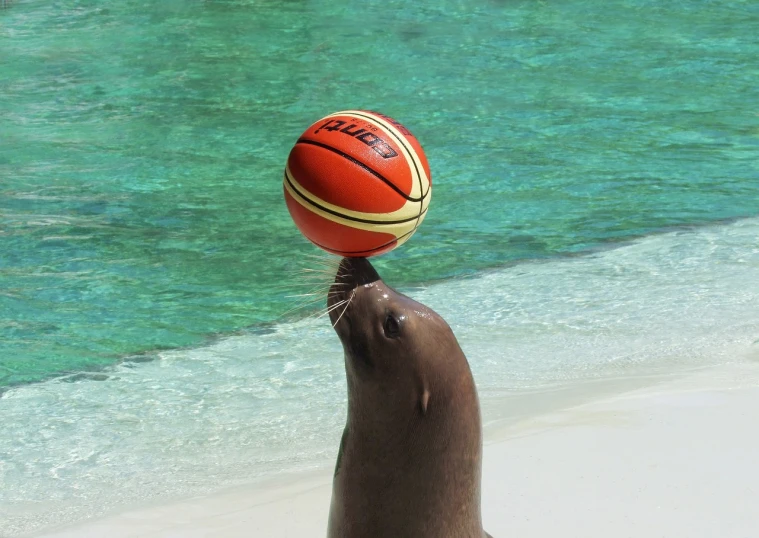 a seal balancing a basketball ball on its head, by Ken Elias, dribble contest winner, aruba, zoo, unwind!, launching a straight ball