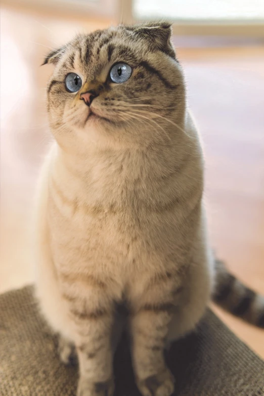 a cat with blue eyes sitting on a chair, photorealism, phone wallpaper, sand cat, postprocessed), round nose