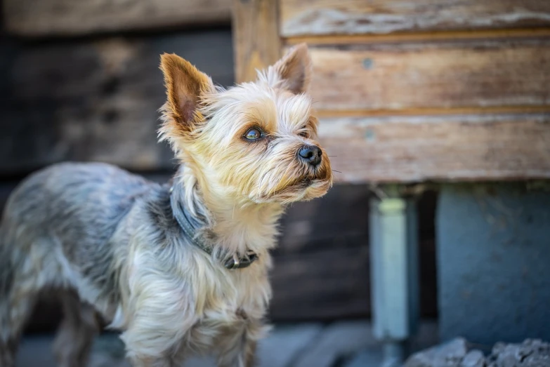 a small dog standing in front of a wooden building, a portrait, by Emma Andijewska, pexels, renaissance, yorkshire terrier, looking from shoulder, shaded, spiked collars