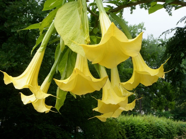 a bunch of yellow flowers hanging from a tree, by Hans Werner Schmidt, flickr, hurufiyya, angel's trumpet, beautiful flower, hand carved, large horns