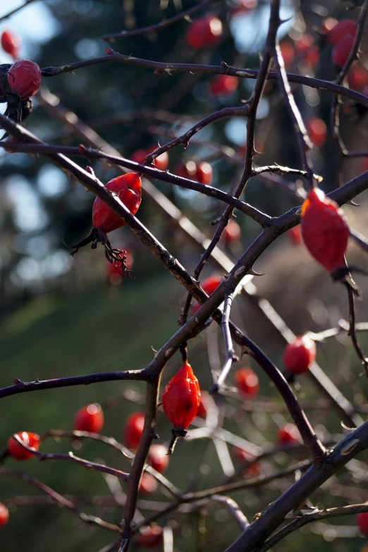 a bunch of red berries hanging from a tree, a photo, by Jan Rustem, thorns, hips, plum blossom, caramel