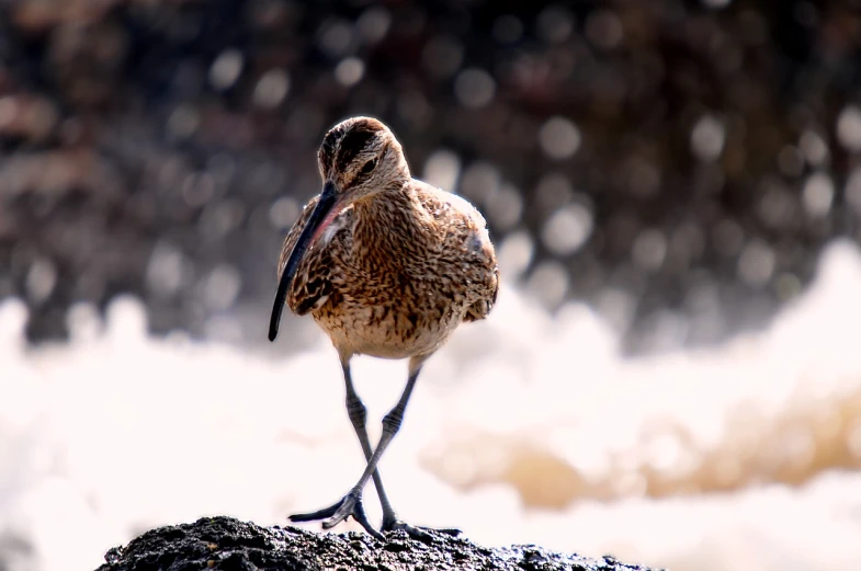 a small bird standing on top of a rock, a macro photograph, flickr, walking on the sand, big beak, an illustration, shiny!!