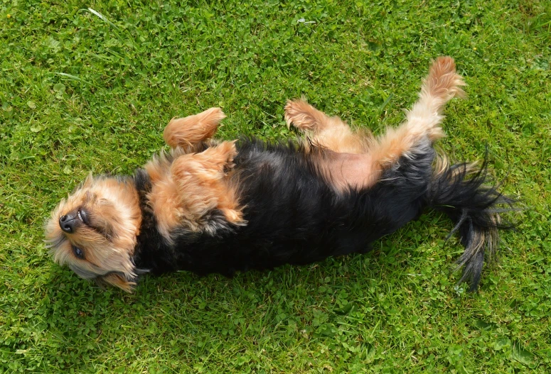 a small dog laying on its back in the grass, by David Simpson, pixabay, yorkshire terrier, arms stretched out, b - roll, aerial shot