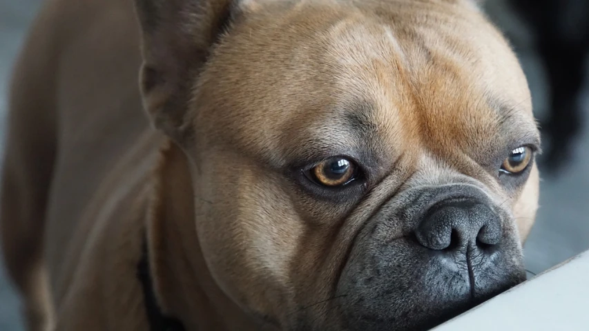 a close up of a dog looking at the camera, by Emma Andijewska, french bulldog, wrinkles and muscle tissues, pensive expression, eyes!