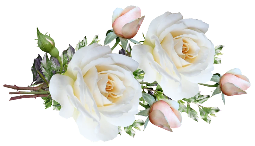 a bunch of white roses sitting on top of a table, a digital rendering, romanticism, banner, with a black background, detailed zoom photo, floral headpiece