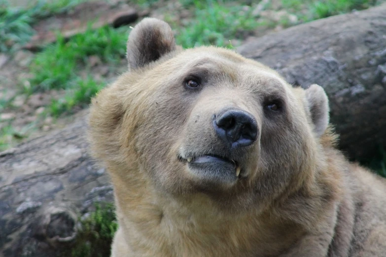 a large brown bear sitting on top of a lush green field, a portrait, flickr, closeup on face, goldilocks, head looking up, taken in zoo