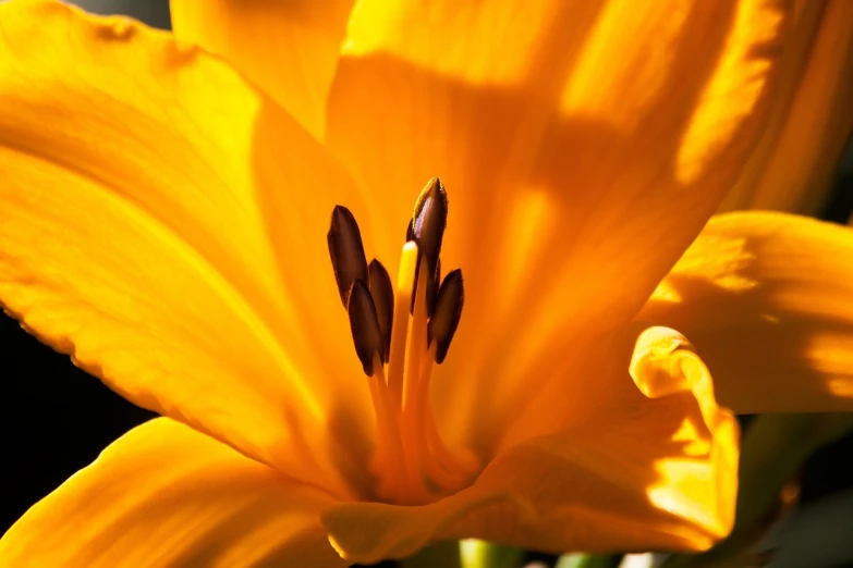 a close up of a yellow flower with a black background, by Tom Carapic, precisionism, sunny amber morning light, lily flowers. 8 k, orange extremely coherent, warm spring