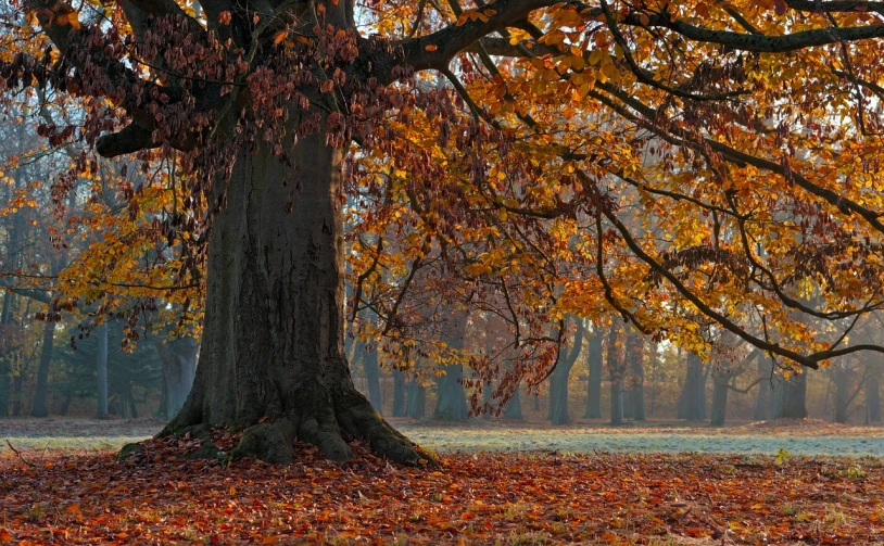 a bench under a large tree in a park, by Jan Pynas, beautiful autumn spirit, full of golden layers, ((trees)), at dawn