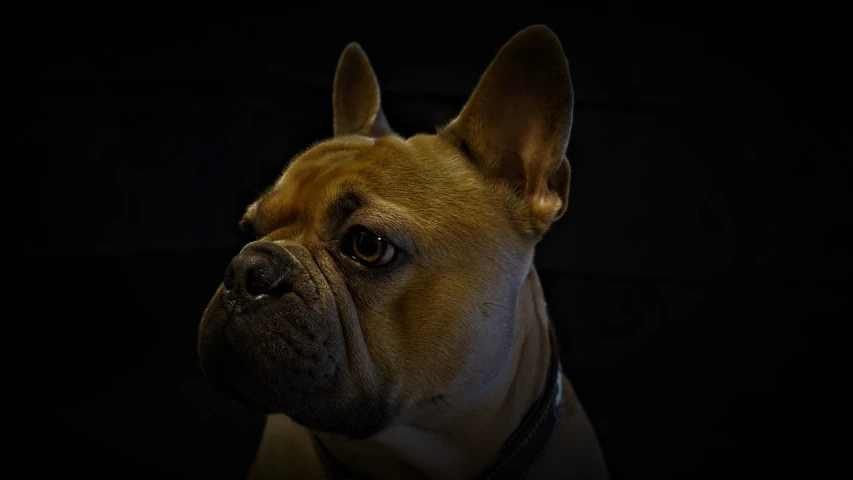 a close up of a dog on a black background, a character portrait, by Jesper Knudsen, flickr, french bulldog, hdr photo, lit from the side, realistic photo