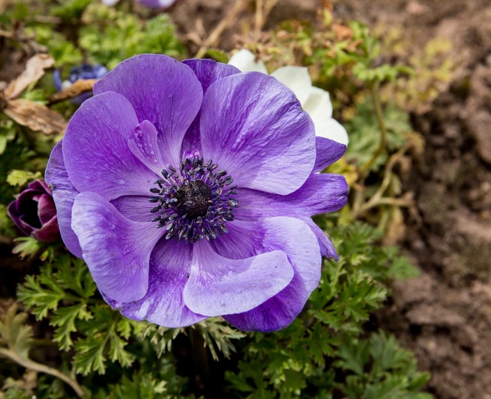 a purple flower sitting on top of a lush green plant, by Jim Nelson, anemones, blue and purple colour scheme, beautiful flower, ww1