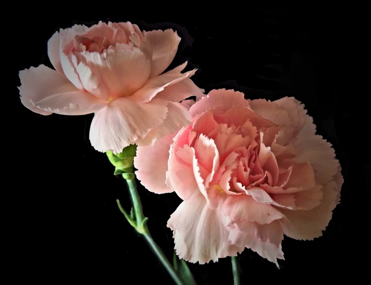 two pink carnations against a black background, a pastel, romanticism, beautiful flower, aubrey powell, in shades of peach, twins