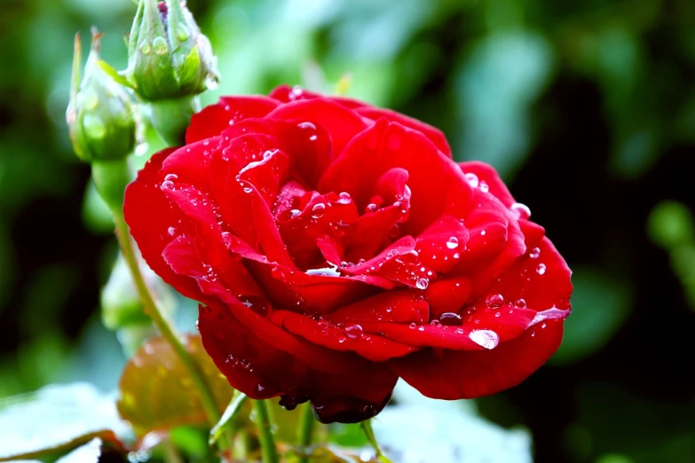 a red rose with water droplets on it, a picture, by Yi Jaegwan, extremely high-quality, fragrant plants, ultra high quality, jasmine