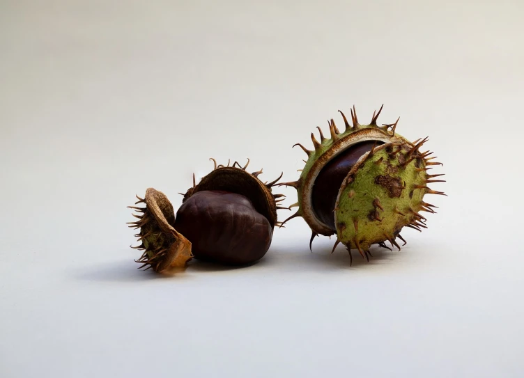 a couple of nuts sitting on top of a table, a macro photograph, by Yasushi Sugiyama, giant thorns, on a pale background, chestnut hair, proteus vulgaris