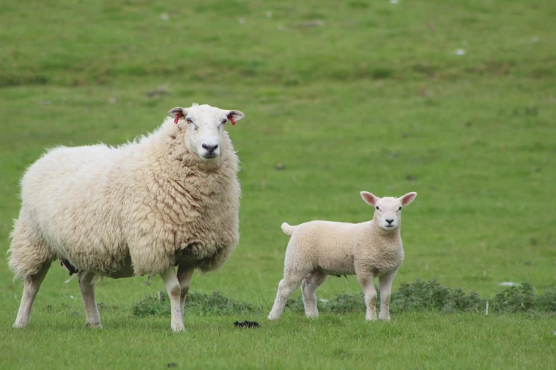 a couple of sheep standing on top of a lush green field, a picture, by Robert Brackman, shutterstock, motherly, aged 2 5, in 2 0 1 5, stock photo