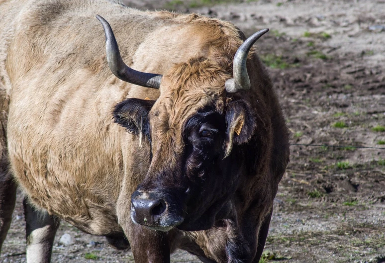 a large bull standing on top of a dirt field, a portrait, inspired by Giuseppe Bernardino Bison, shutterstock, renaissance, picture taken in zoo, very sharp photo, portait photo