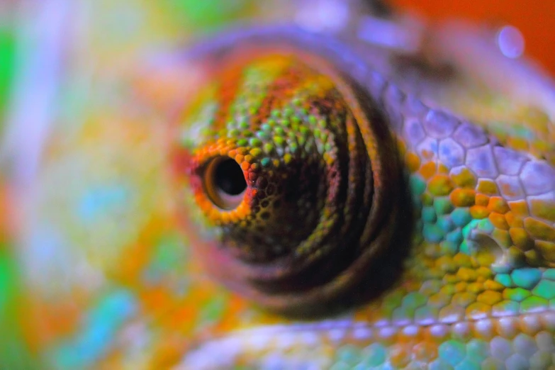 a close up of a chamelon's eye, by Anna Haifisch, unsplash, synchromism, vivid colours. sharp focus. wow!, chameleon, spiral, full of colour w 1024