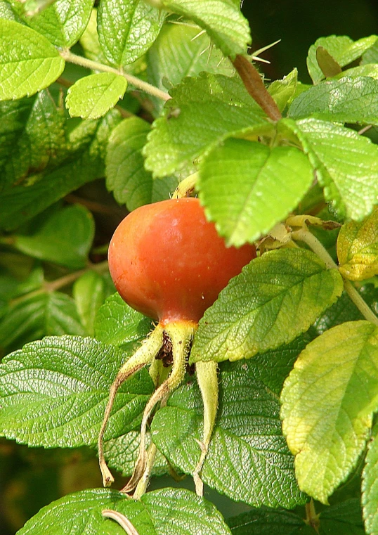 a close up of a fruit on a tree, a photo, by Robert Brackman, rose-brambles, wikipedia, herb, red and orange colored
