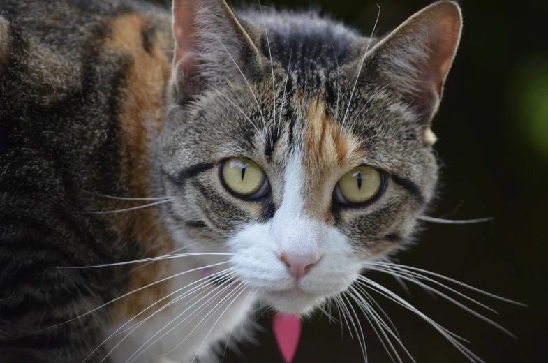 a close up of a cat with its tongue out, a portrait, by Tom Carapic, pixabay, calico cat, lone female, walking towards the camera, bottom angle