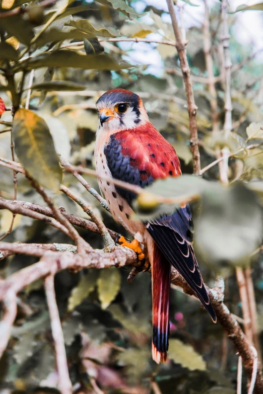 a bird sitting on top of a tree branch, a colorized photo, pexels, falcon, red colored, spotted ultra realistic, avatar image