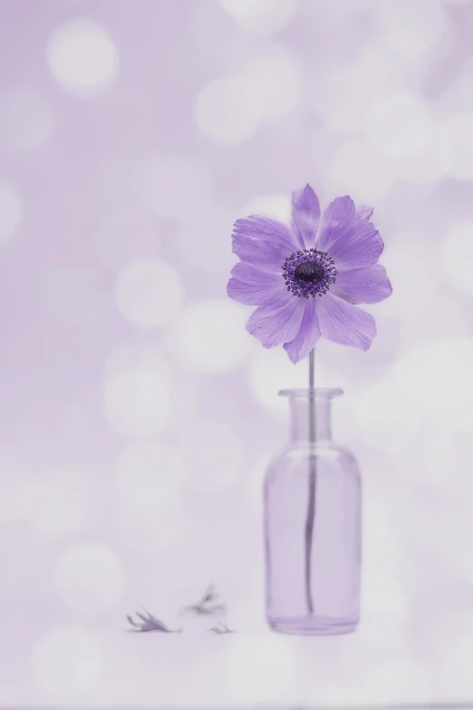 a purple flower in a glass vase on a table, trending on pixabay, minimalism, pastel flowery background, bottle, glittering and soft, cute:2