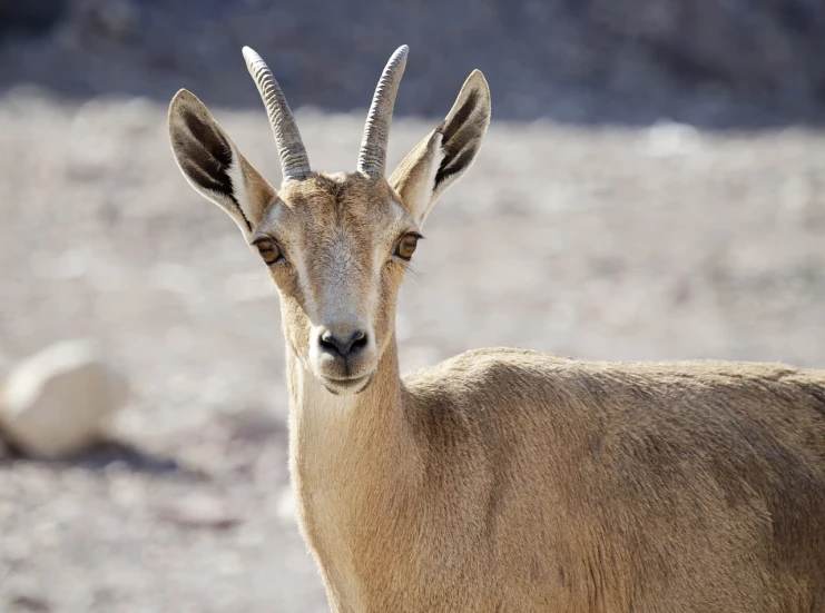 a goat that is standing in the dirt, by Dietmar Damerau, shutterstock, fine art, caracal head, oman, stock photo