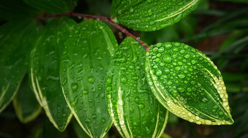 a close up of a plant with water droplets on it, by Jan Rustem, pexels, photorealism, highly detailed green leaves, lush rain forest, microchip leaves, vertical orientation