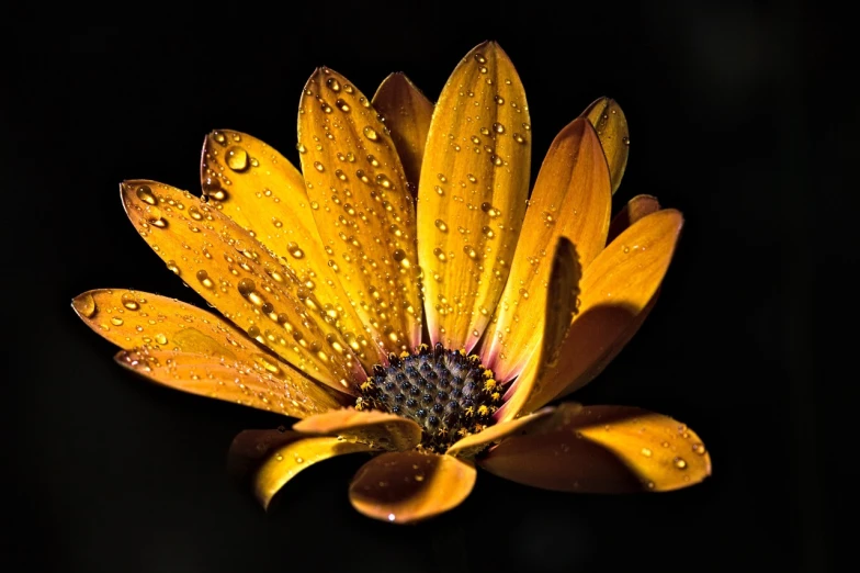 a yellow flower with water droplets on it, by Arie Smit, art photography, dramatic backlighting, greatly detailed, orange glow, daisy