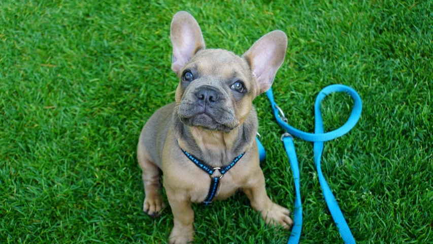 a small dog sitting on top of a lush green field, a portrait, by Matt Cavotta, shutterstock, collar and leash, french bulldog, with bright blue eyes, high quality image”
