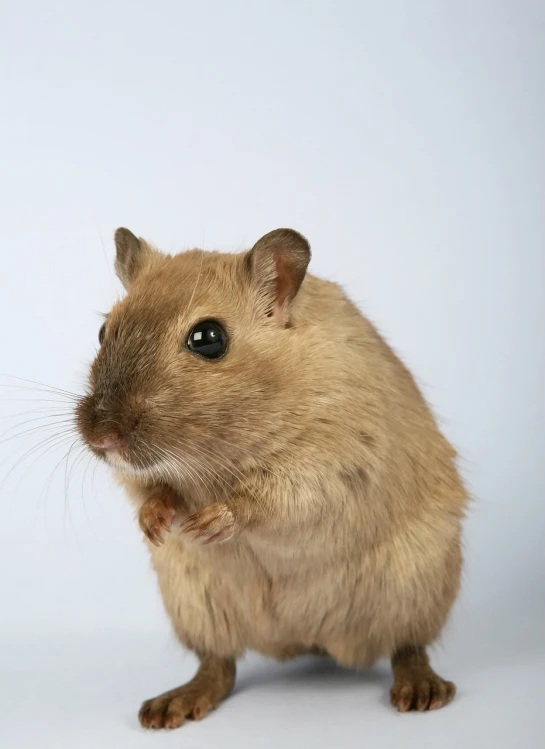 a small rodent standing on its hind legs, shutterstock, mingei, head shot, 2000s photo, high res photo, studio portrait photo