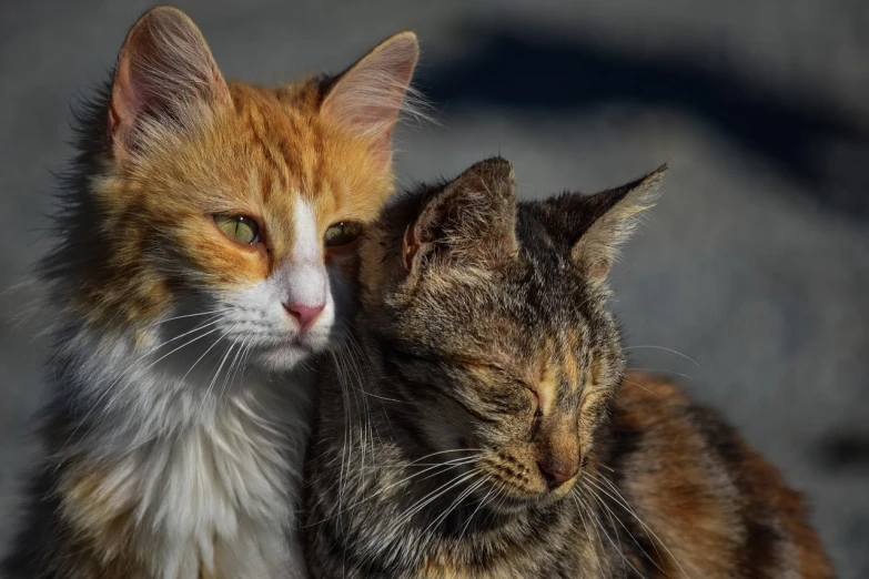 a couple of cats sitting next to each other, a portrait, by Niko Henrichon, shutterstock, blocking the sun, patches of fur, close up portrait photo, hugging