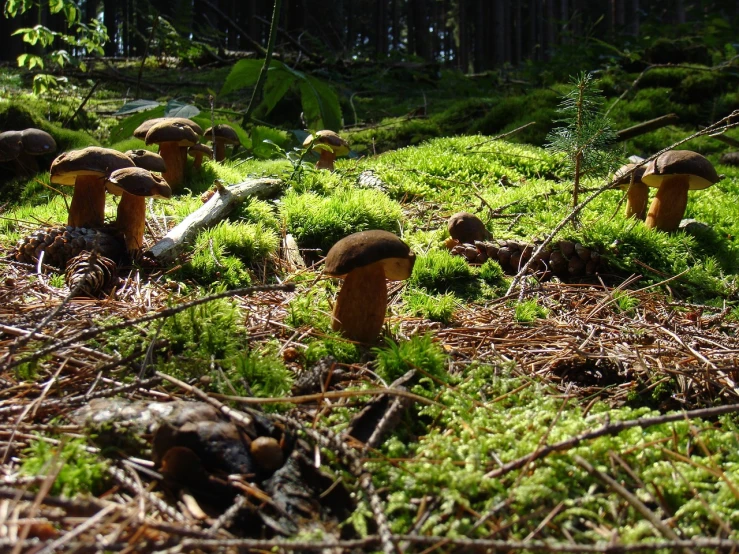 a bunch of mushrooms that are in the grass, by Dietmar Damerau, beautiful swedish forest view, berets, taken with the best dlsr camera, cubensis
