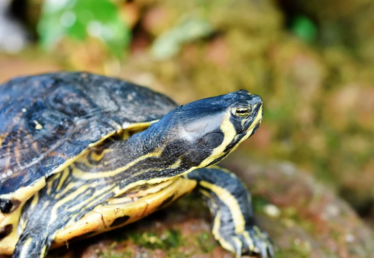 a close up of a turtle on a rock, a portrait, shutterstock, sumatraism, wet amphibious skin, blue and yellow fauna, 5 years old, dlsr photo