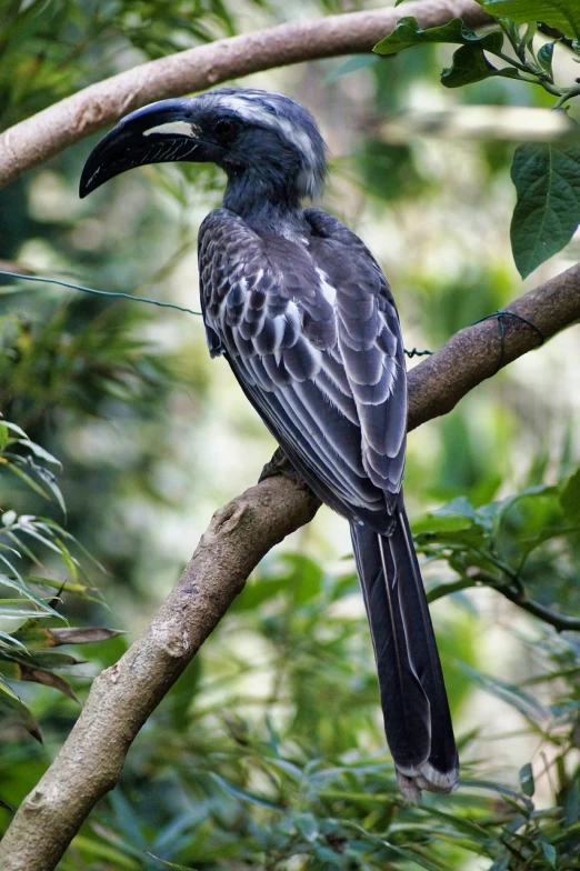 a black bird sitting on top of a tree branch, flickr, sumatraism, long tail with horns, grey, in a jungle environment, side view intricate details