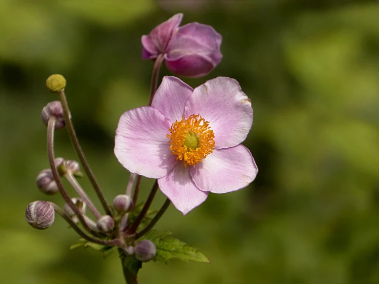 a close up of a flower with a blurry background, a portrait, by Robert Brackman, flickr, art nouveau, anemones, hyperdetailed!!, some pink, ivy