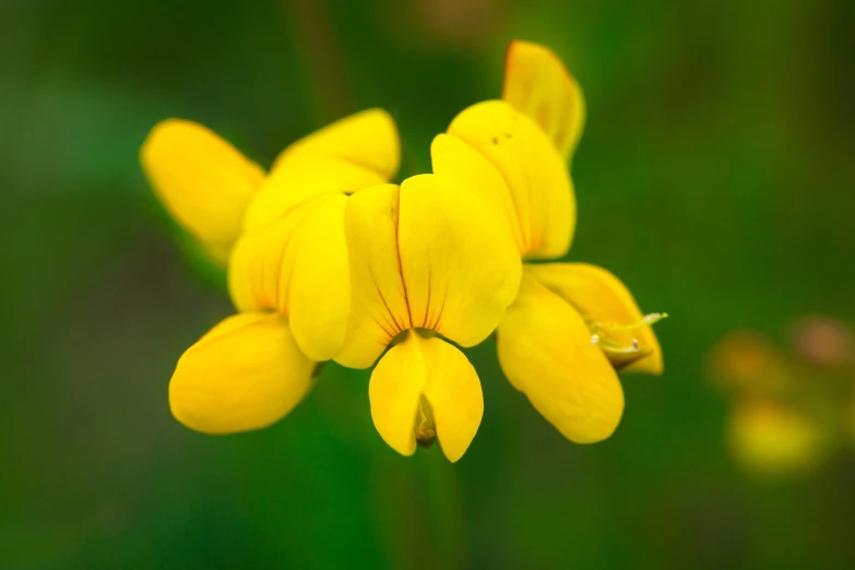 a close up of a bunch of yellow flowers, a macro photograph, by Dietmar Damerau, shutterstock, tremella - fuciformis, idaho, dolman, high quality photos