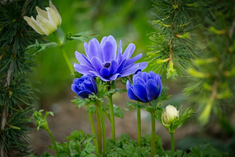 a couple of blue flowers sitting on top of a lush green field, a portrait, anemone, spring blooming flowers garden, very beautiful photo, e. h. beatrice blue