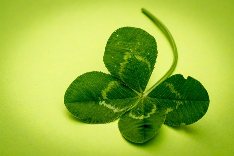 a four leaf clover sitting on top of a table, by Andrew Domachowski, hurufiyya, wallpaper”, pale green background, istockphoto, taken with my nikon d 3