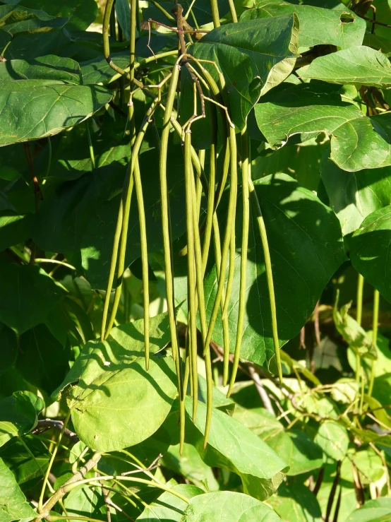 a bunch of green beans hanging from a tree, flickr, rasquache, 8 intricate golden tenticles, florida, vegetable foliage, a bald