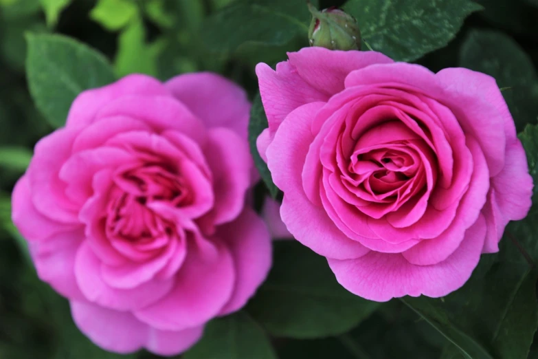 a close up of two pink roses with green leaves, beatrice blue, highly ornamental, high quality product image”