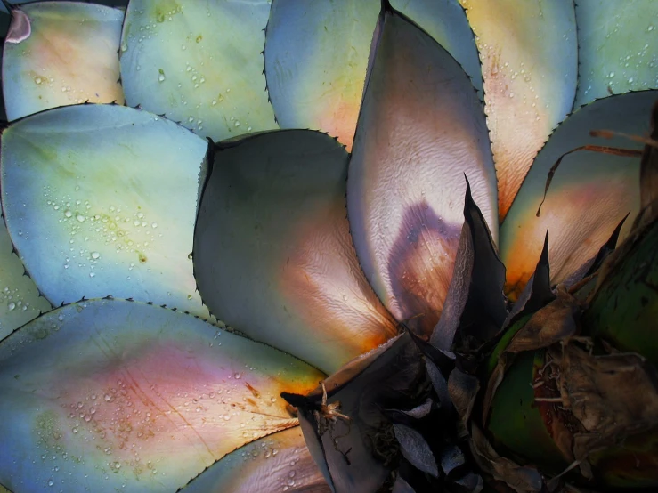 a close up of a plant with lots of leaves, by Anita Kunz, flickr, iridescent metals, cactus, difraction from back light, nacre colors