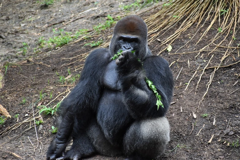 a gorilla sitting on the ground eating leaves, vacation photo