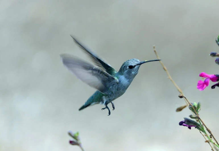 a bird that is flying in the air, a macro photograph, by Linda Sutton, salvia droid, highly detailed photo 4k, outdoor photo, very very realistic