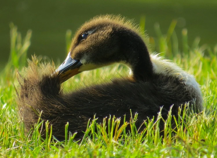 a duck that is sitting in the grass, flickr, hurufiyya, resting on chest, backlite, hatched ear, in the sun