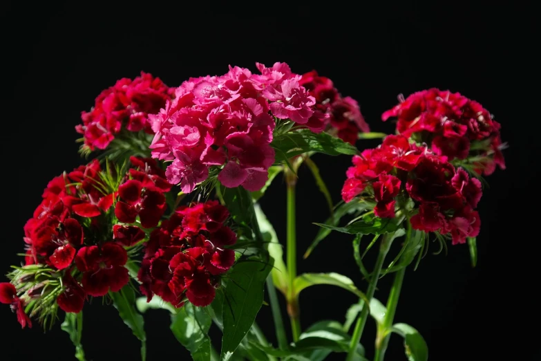 a vase filled with pink and red flowers, by Dietmar Damerau, shutterstock, romanticism, dark red color, closeup 4k, carnation, miniature product photo