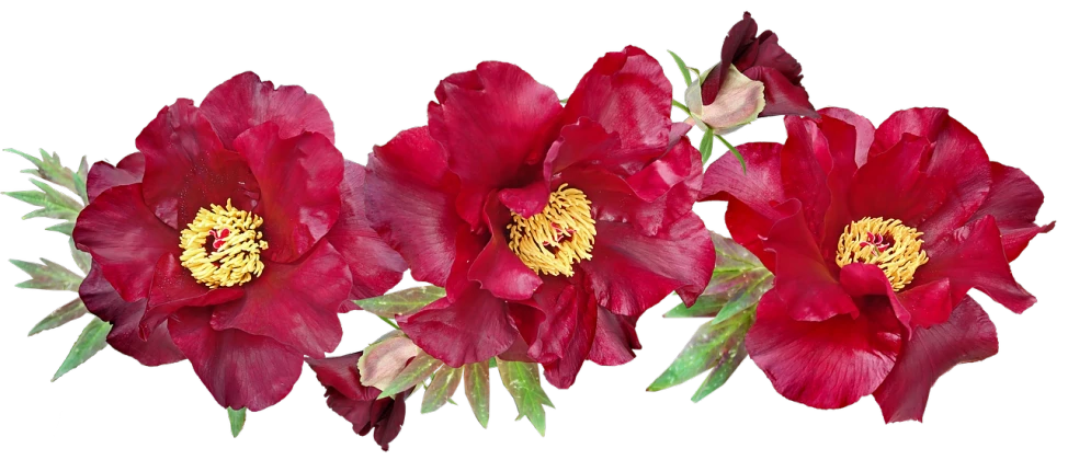 three red flowers with green leaves on a black background, a digital rendering, inspired by Hasegawa Tōhaku, trending on pixabay, fine art, many peonies, panorama, banner, pomegranade