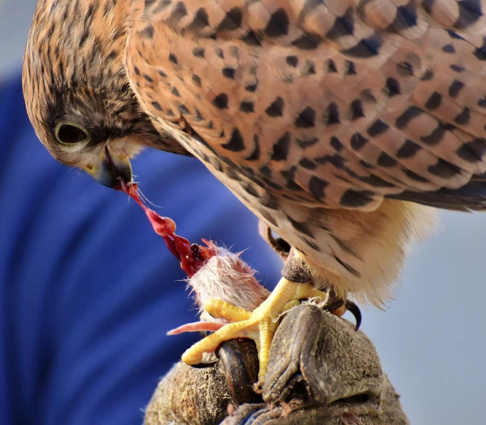 a close up of a bird of prey on a person's hand, a picture, by Robert Brackman, with chicks, devouring, closeup at the food, merlin