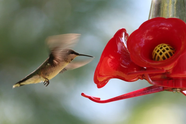 a hummingbird flying towards a red bird feeder, a picture, by Jim Nelson, banner, photograph credit: ap, depth detail, museum quality photo